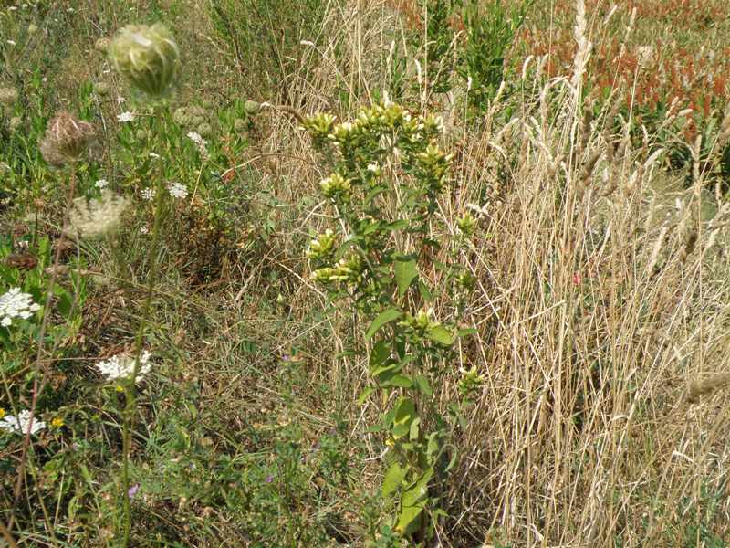 Inula conyzae